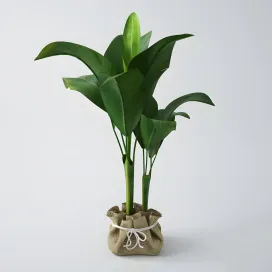 Yong banana tree nzr